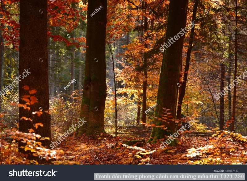 Tranh dán tường phong cảnh con đường mùa thu T321-250